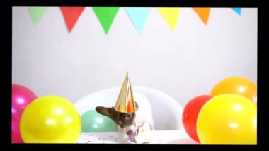 Cute small funny dog with a birthday cake and a party hat celebrating birthday