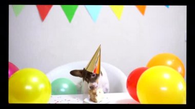 Cute small funny dog with a birthday cake and a party hat celebrating birthday