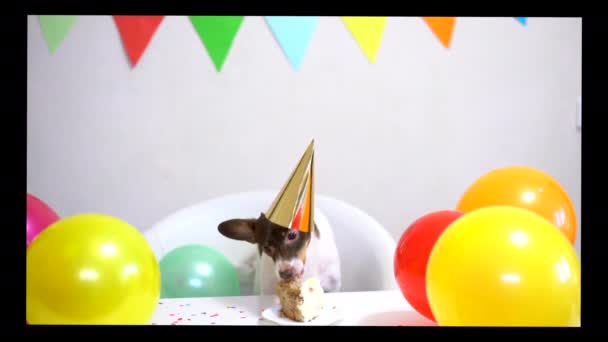 Cute small funny dog with a birthday cake and a party hat celebrating birthday — Stockvideo