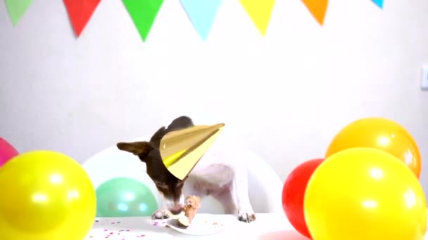 Cute small funny dog with a birthday cake and a party hat celebrating birthday — Stockvideo