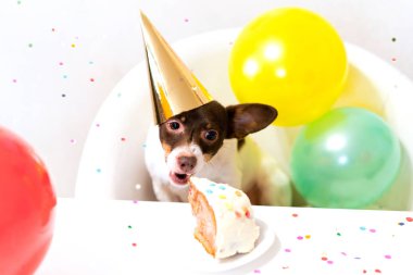 Cute small funny dog with a birthday cake and a party hat celebrating birthday