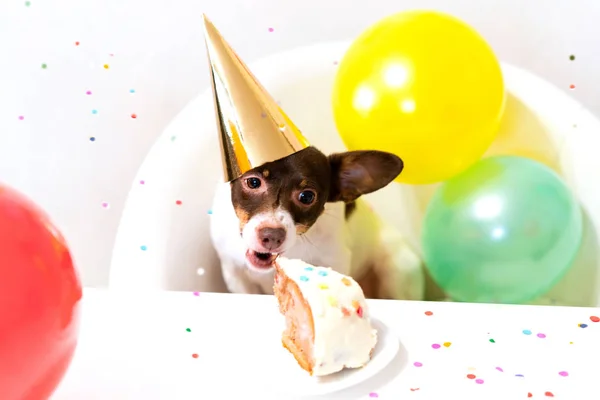 Cute small funny dog with a birthday cake and a party hat celebrating birthday — Stok fotoğraf