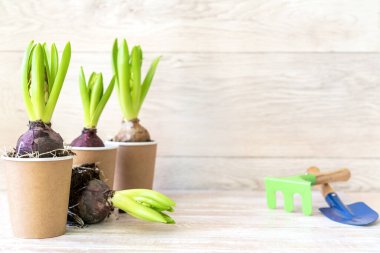 Hyacinth flower in paper pots and gardening tools on wooden background.