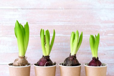 Tahta arka planda kağıt kaplarda sümbül çiçeği.