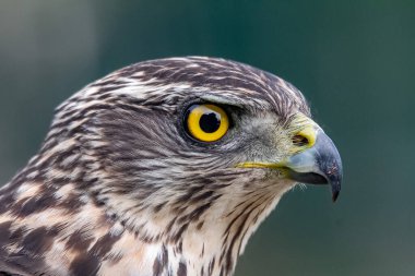 Genç Kuzeyli atmaca, Accipiter gentilis, vahşi yaşam manzarası, İspanya