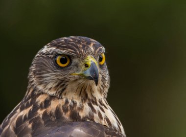 Genç Kuzeyli atmaca, Accipiter gentilis, vahşi yaşam manzarası, İspanya