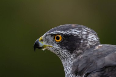Kuzey Şahini, Accipiter Gentilis, Vahşi Yaşam Manzarası, İspanya
