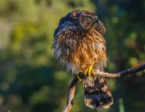 Genç Kuzeyli atmaca, Accipiter gentilis, vahşi yaşam manzarası, İspanya