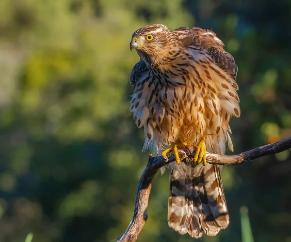 Genç Kuzeyli atmaca, Accipiter gentilis, vahşi yaşam manzarası, İspanya