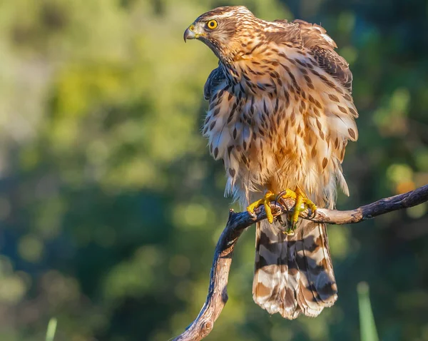 Young Northern Goshawk Accipiter Gentilis Άγρια Φύση Ισπανία — Φωτογραφία Αρχείου