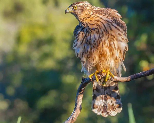Genç Kuzeyli atmaca, Accipiter gentilis, vahşi yaşam manzarası, İspanya