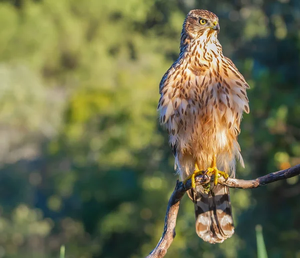 Genç Kuzeyli atmaca, Accipiter gentilis, vahşi yaşam manzarası, İspanya
