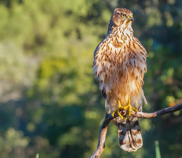 Jonge Noordelijke Havik Accipiter Gentilis Natuur Spanje — Stockfoto