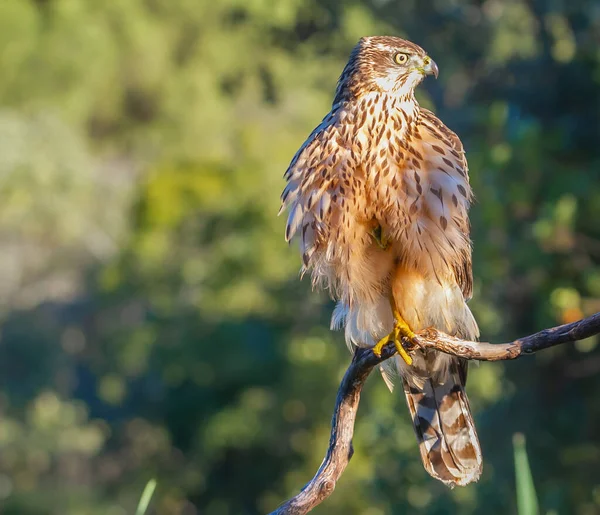 Genç Kuzeyli atmaca, Accipiter gentilis, vahşi yaşam manzarası, İspanya