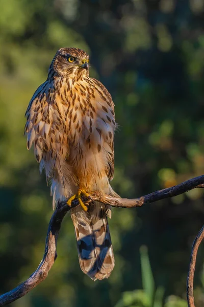 Genç Kuzeyli atmaca, Accipiter gentilis, vahşi yaşam manzarası, İspanya
