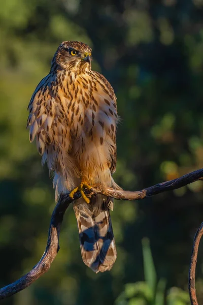 Jonge Noordelijke Havik Accipiter Gentilis Natuur Spanje — Stockfoto