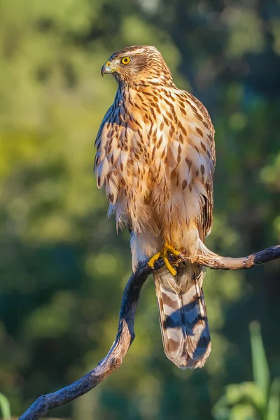 Genç Kuzeyli atmaca, Accipiter gentilis, vahşi yaşam manzarası, İspanya