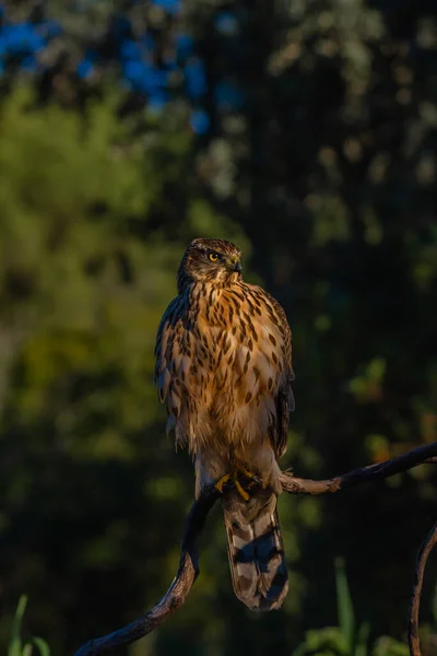 Genç Kuzeyli atmaca, Accipiter gentilis, vahşi yaşam manzarası, İspanya