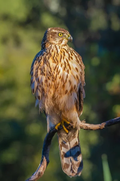 Genç Kuzeyli atmaca, Accipiter gentilis, vahşi yaşam manzarası, İspanya