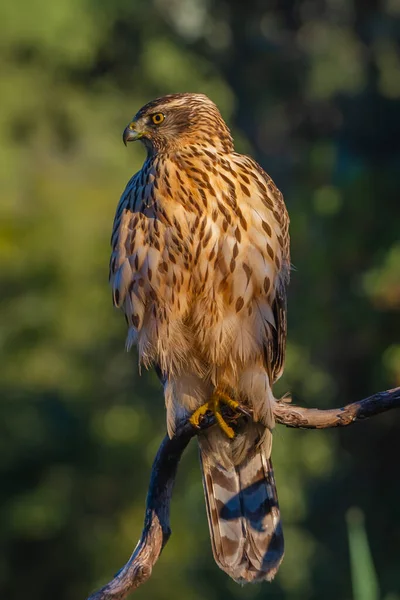Genç Kuzeyli atmaca, Accipiter gentilis, vahşi yaşam manzarası, İspanya
