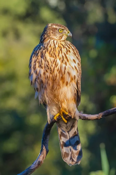 Молодой Северный Ястреб Accipiter Gentilis Пейзажи Дикой Природы Испания — стоковое фото