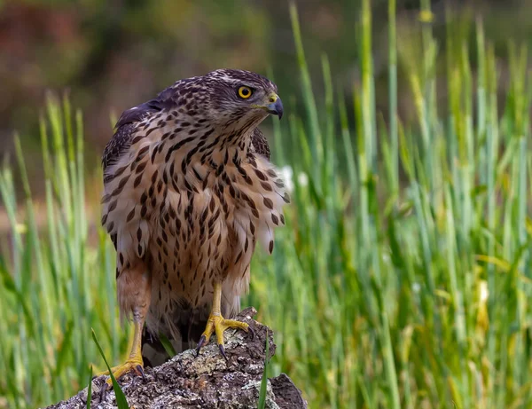 Genç Kuzeyli atmaca, Accipiter gentilis, vahşi yaşam manzarası, İspanya