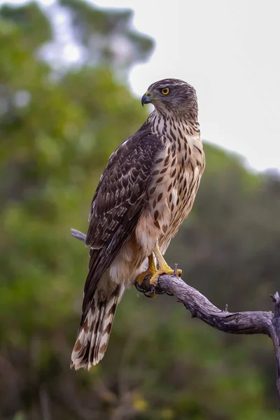 Genç Kuzeyli atmaca, Accipiter gentilis, vahşi yaşam manzarası, İspanya
