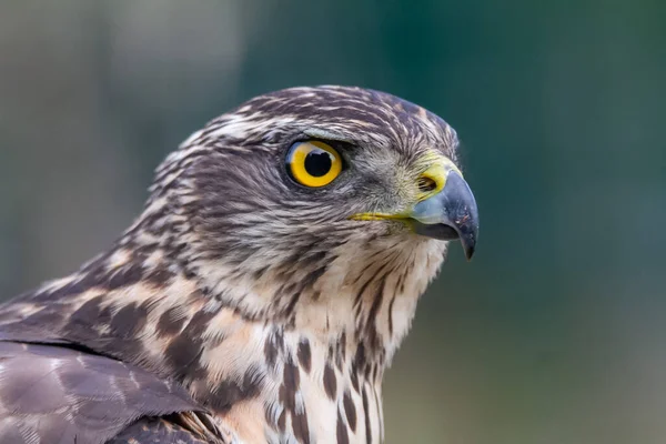 Genç Kuzeyli atmaca, Accipiter gentilis, vahşi yaşam manzarası, İspanya