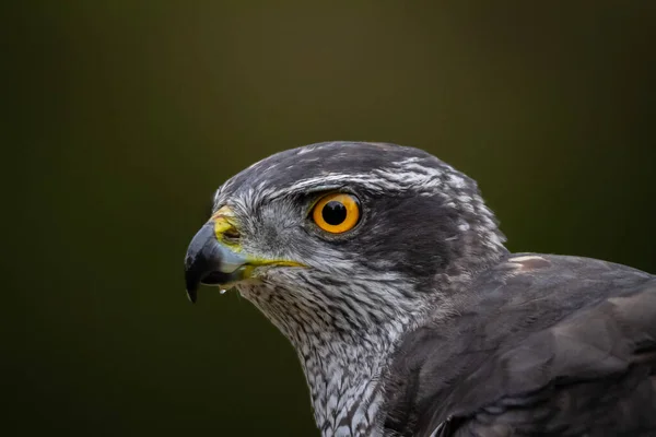 Kuzey Şahini, Accipiter Gentilis, Vahşi Yaşam Manzarası, İspanya
