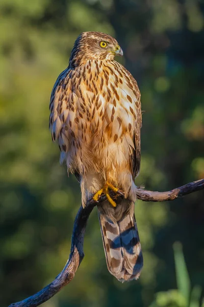 Jonge Noordelijke Havik Accipiter Gentilis Natuur Spanje Rechtenvrije Stockfoto's