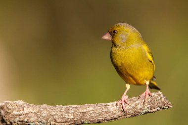 Yeşil ispinoz (Chloris chloris) doğal parktaki