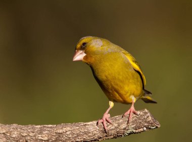 Yeşil ispinoz (Chloris chloris) doğal parktaki