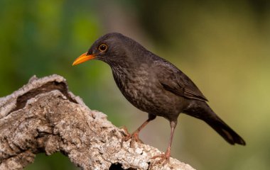 Eski dalda poz veren sıradan bir karatavuk