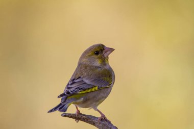 Portrait of the European Greenfinch. A horizontal picture of a common European species