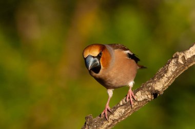 Hawfinch ormanlık alanda bir dala tünedi.