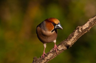 Hawfinch ormanlık alanda bir dala tünedi.