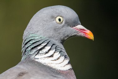 Wood Pigeon, Columba Palumbus portresi