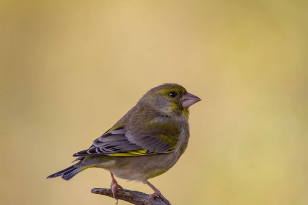 Yeşil ispinoz (Chloris chloris) doğal parktaki