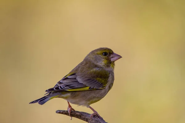 Greenfinch Cloro Cloro Parque Natural — Fotografia de Stock