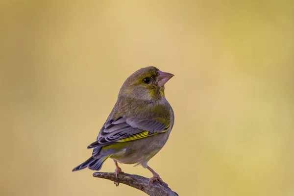 Retrato Del Pinzón Verde Europeo Una Imagen Horizontal Una Especie —  Fotos de Stock