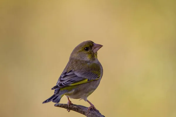 Retrato Del Pinzón Verde Europeo Una Imagen Horizontal Una Especie — Foto de Stock