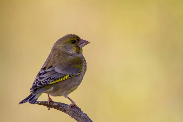 Porträtt Den Europeiska Grönfinken Övergripande Bild Gemensam Europeisk Art — Stockfoto