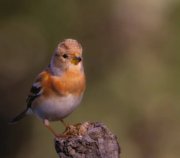 Brambling Hembra Tronco Árbol — Foto de Stock