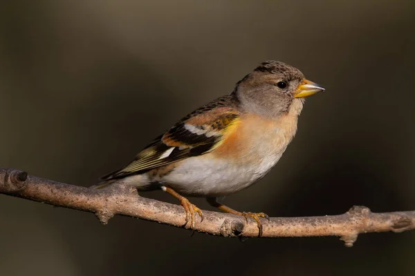 Brambling Tronco Albero — Foto Stock