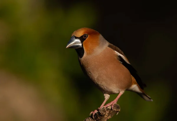 Falco Appollaiato Ramo Nel Bosco — Foto Stock