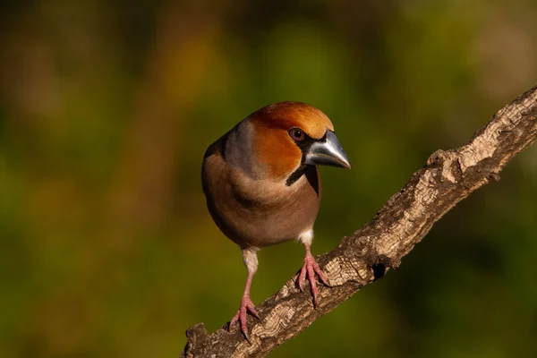 Hawfinch ormanlık alanda bir dala tünedi.