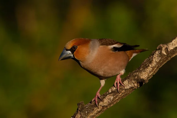 Hawfinch ormanlık alanda bir dala tünedi.