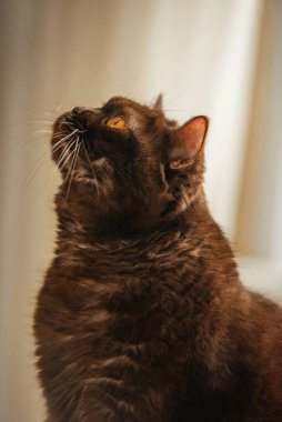 İskoç düz kulaklı kedi oturur ve bakar, çikolata renkli bir hayvan.