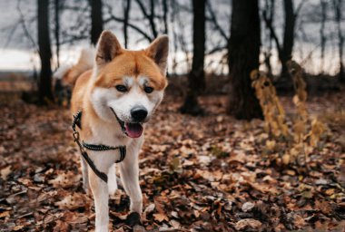 Köpek Akita Inu sonbaharda parkta bir evcil hayvanın resmi.