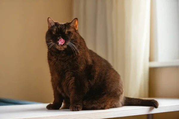 Scottish straight eared cat sits on a white table licking its lips and wincing, a chocolate-colored animal